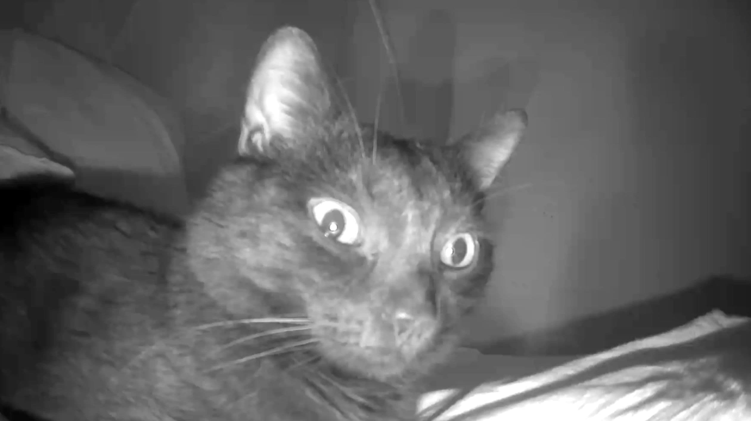 Annika Eriksson, No Never, 2025 (still), courtesy of the artist.